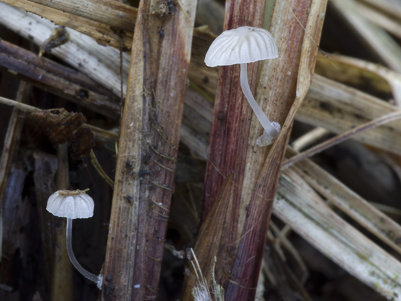 Mycena bulbosa